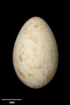 Australasian gannet | Tākapu. Egg 74.4 x 47.5 mm (NMNZ OR.007117, collected by Reginald Oliver). White Island, December 1912. Image © Te Papa by Jean-Claude Stahl.