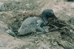 Australasian gannet | Tākapu. Young chick in nest. White Island, Bay of Plenty, November 1972. Image © Department of Conservation (image ref: 10041855) by Chris Smuts-Kennedy, Department of Conservation.