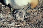 Australasian gannet | Tākapu. Chick c.1 week old in nest. Cape Kidnappers, January 1985. Image © Department of Conservation (image ref: 10049385) by Chris Rudge, Department of Conservation.