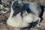 Australasian gannet | Tākapu. Chick c.3 weeks old. Cape Kidnappers, January 1985. Image © Department of Conservation (image ref: 10049386) by Chris Rudge, Department of Conservation.