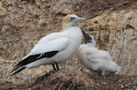 Australasian gannet | Tākapu. Adult at nest with chick. Cape Kidnappers, January 2013. Image © Adam Clarke by Adam Clarke.