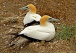 Australasian gannet | Tākapu. Adults sitting on an egg. Farewell Spit colony, Golden Bay, November 2012. Image © Rebecca Bowater FPSNZ by Rebecca Bowater FPSNZ.