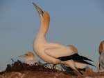 Australasian gannet | Tākapu. Skypointing. Cape Kidnappers, Plateau colony, October 2009. Image © Steffi Ismar by Steffi Ismar.