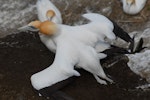 Australasian gannet | Tākapu. Pair mating. Muriwai, October 2011. Image © Peter Reese by Peter Reese.