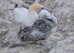 Australasian gannet | Tākapu. Adult with fully-grown chick at nest. Muriwai, February 2015. Image © Marie-Louise Myburgh by Marie-Louise Myburgh.