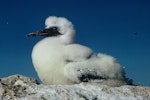 Australasian gannet | Tākapu. Downy chick. Horuhoru Rock, Hauraki Gulf, November 1964. Image © Department of Conservation (image ref: 10043576) by Dick Veitch, Department of Conservation.