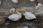 Australasian gannet | Tākapu. Pair preening. Muriwai, October 2011. Image © Peter Reese by Peter Reese.