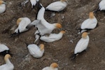 Australasian gannet | Tākapu. Pair mating. Muriwai, October 2011. Image © Peter Reese by Peter Reese.