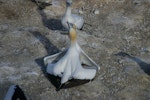 Australasian gannet | Tākapu. Displaying pair. Muriwai. Image © Noel Knight by Noel Knight.