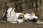 Australasian gannet | Tākapu. Pair mating. Muriwai, Auckland, January 2010. Image © Eugene Polkan by Eugene Polkan.