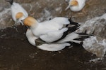 Australasian gannet | Tākapu. Pair mating. Muriwai, October 2011. Image © Peter Reese by Peter Reese.