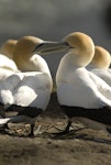 Australasian gannet | Tākapu. Courtship. Muriwai, Auckland, January 2010. Image © Eugene Polkan by Eugene Polkan.