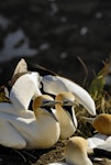 Australasian gannet | Tākapu. Pair calling at colony. Muriwai, January 2010. Image © Eugene Polkan by Eugene Polkan.