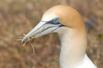 Australasian gannet | Tākapu. Adult with nesting material. Muriwai, January 2009. Image © Peter Reese by Peter Reese.