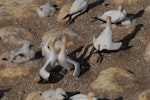 Australasian gannet | Tākapu. Courtship. Muriwai, January 2009. Image © Peter Reese by Peter Reese.