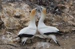 Australasian gannet | Tākapu. Adults greeting. Cape Kidnappers, October 2012. Image © Adam Clarke by Adam Clarke.