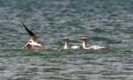 Australasian gannet | Tākapu. Australasian gannet swallowing fish. Sandy Bay, Northland, November 2011. Image © Malcolm Pullman by Malcolm Pullman.