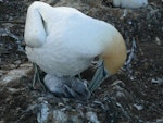 Australasian gannet | Tākapu. Adult preening chick. Cape Kidnappers, Plateau colony, January 2010. Image © Steffi Ismar by Steffi Ismar.