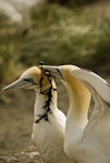 Australasian gannet | Tākapu. Courtship. Muriwai, January 2010. Image © Eugene Polkan by Eugene Polkan.