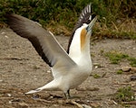 Australasian gannet | Tākapu. Adult ready to fly. Farewell Spit colony, Golden Bay, November 2012. Image © Rebecca Bowater FPSNZ by Rebecca Bowater FPSNZ.