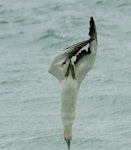 Australasian gannet | Tākapu. Ventral view of diving adult. Otama, Coromandel Peninsula, January 2012. Image © Philip Griffin by Philip Griffin.