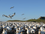 Australasian gannet | Tākapu. Incoming to the gannetry. Cape Kidnappers, Plateau colony, November 2007. Image © Steffi Ismar by Steffi Ismar.