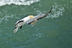 Australasian gannet | Tākapu. In flight with nesting material. Muriwai, January 2010. Image © Eugene Polkan by Eugene Polkan.