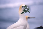 Australasian gannet | Tākapu. Adult with nesting material. Muriwai, January 1995. Image © Terry Greene by Terry Greene.