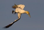 Australasian gannet | Tākapu. Adult turning in preparation to dive. Pakiri Beach, October 2012. Image © Glenda Rees by Glenda Rees.