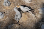 Australasian gannet | Tākapu. Adult feeding large chick. Muriwai, January 2009. Image © Peter Reese by Peter Reese.