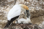 Australasian gannet | Tākapu. Adult regurgitating food for chick. Cape Kidnappers, Hawke's Bay, December 2013. Image © Adam Clarke by Adam Clarke.