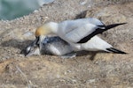 Australasian gannet | Tākapu. Mother trying to prod life into her dead chick. Muriwai gannet colony, May 2016. Image © Marie-Louise Myburgh by Marie-Louise Myburgh.