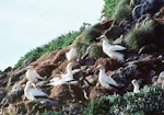 Australasian gannet | Tākapu. New Zealand's southernmost gannet colony. Little Solander Island, July 1985. Image © Colin Miskelly by Colin Miskelly.