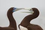 Brown booby. Adult pair (male on left). Michaelmas Cay, Queensland, November 2018. Image © Ian Wilson 2018 birdlifephotography.org.au by Ian Wilson.