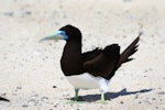 Brown booby. Adult male. Michaelmas Cay, Queensland, Australia, July 2015. Image © John Fennell by John Fennell.