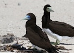 Brown booby. Adult pair (male on left). Michaelmas Cay, Queensland, Australia, July 2015. Image © John Fennell by John Fennell.