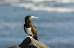 Brown booby. Adult female perched. Hawai`i - Island of Kaua`i, February 2004. Image © Jim Denny by Jim Denny.