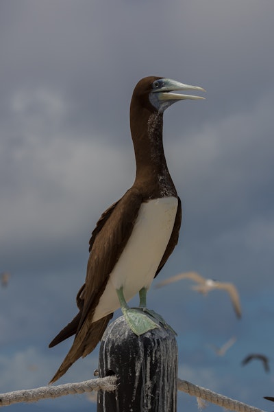 Brown booby. Adult male. Michaelmas Cay, January 2017. Image © Imogen Warren by Imogen Warren.