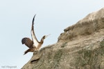 Brown booby. Immature with wings raised. Muriwai, March 2012. Image © Neil Fitzgerald by Neil Fitzgerald.