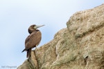 Brown booby. Immature. Muriwai, March 2012. Image © Neil Fitzgerald by Neil Fitzgerald.