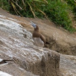 Brown booby. Immature. Muriwai, December 2014. Image © Bruce Buckman by Bruce Buckman.