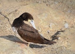 Brown booby. Juvenile, preening. Muriwai gannet colony, May 2016. Image © Marie-Louise Myburgh by Marie-Louise Myburgh.