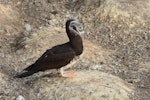 Brown booby. Immature. Muriwai gannet colony, May 2016. Image © Marie-Louise Myburgh by Marie-Louise Myburgh.