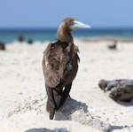 Brown booby. Immature. Michaelmas Cay, Queensland, Australia, July 2015. Image © John Fennell by John Fennell.