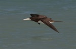 Brown booby. Adult flying over sea. Broome, Western Australia, July 2010. Image © Philip Griffin by Philip Griffin.