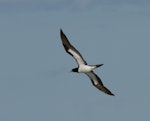 Brown booby. Underside view of flying adult. Broome, Western Australia, July 2010. Image © Philip Griffin by Philip Griffin.