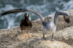 Brown booby. Immature (left) beside juvenile gannet. Muriwai gannet colony, March 2016. Image © John and Melody Anderson, Wayfarer International Ltd by John and Melody Anderson.