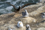 Brown booby. Immature with wings raised, among juvenile gannets. Muriwai gannet colony, March 2016. Image © John and Melody Anderson, Wayfarer International Ltd by John and Melody Anderson.