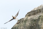 Brown booby. Immature bird taking flight. Muriwai, March 2013. Image © Neil Fitzgerald by Neil Fitzgerald.