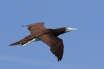 Brown booby. Adult male in flight. Michaelmas Cay, Queensland, December 2018. Image © William Betts 2019 birdlifephotography.org.au by William Betts.